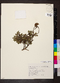 Vaccinium uliginosum image