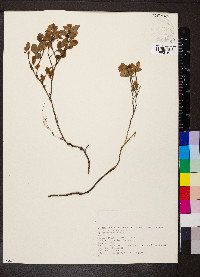 Vaccinium myrtillus image