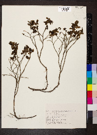 Vaccinium myrtillus image