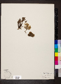 Diapensia lapponica image