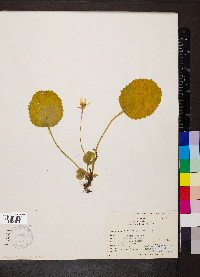 Shortia galacifolia image