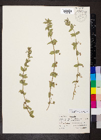 Lysimachia arvensis image