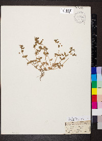 Lysimachia arvensis image