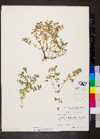 Lysimachia arvensis image