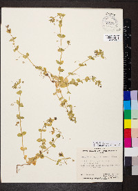 Lysimachia arvensis image