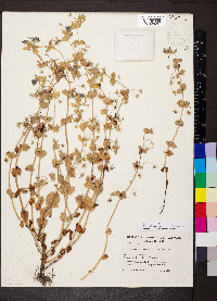 Lysimachia arvensis image