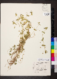 Lysimachia arvensis image