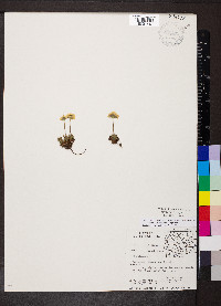 Androsace chamaejasme subsp. lehmanniana image