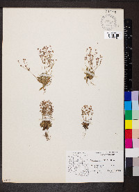 Androsace septentrionalis image