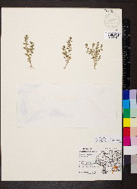 Lysimachia minima image