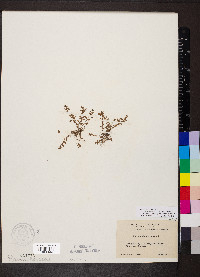 Lysimachia minima image