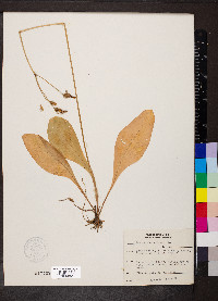 Dodecatheon meadia image