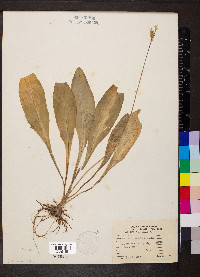 Dodecatheon meadia image