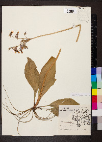 Dodecatheon meadia image