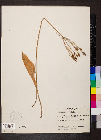 Dodecatheon meadia image