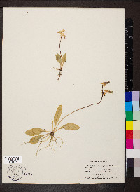 Dodecatheon conjugens image