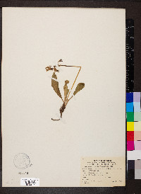 Dodecatheon jeffreyi image