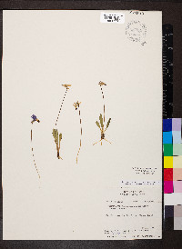 Dodecatheon pulchellum subsp. pulchellum image
