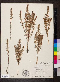 Glaux maritima image