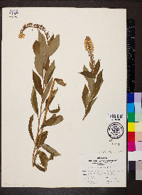 Lysimachia clethroides image