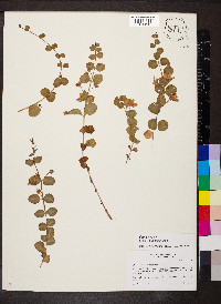 Lysimachia nummularia image