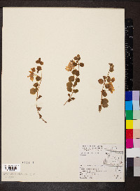 Lysimachia nummularia image
