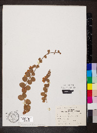 Lysimachia nummularia image