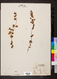 Lysimachia nummularia image