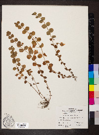 Lysimachia nummularia image