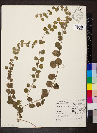 Lysimachia nummularia image