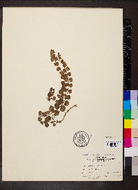 Lysimachia nummularia image
