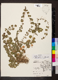 Lysimachia nummularia image