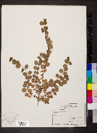 Lysimachia nummularia image