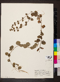 Lysimachia nummularia image