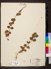 Lysimachia nummularia image