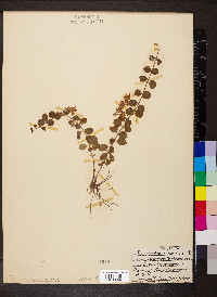 Lysimachia nummularia image