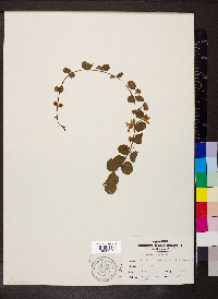 Lysimachia nummularia image