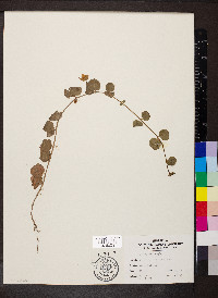 Lysimachia nummularia image