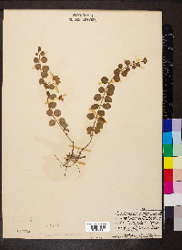 Lysimachia nummularia image