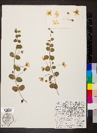 Lysimachia nummularia image