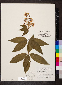 Lysimachia fraseri image