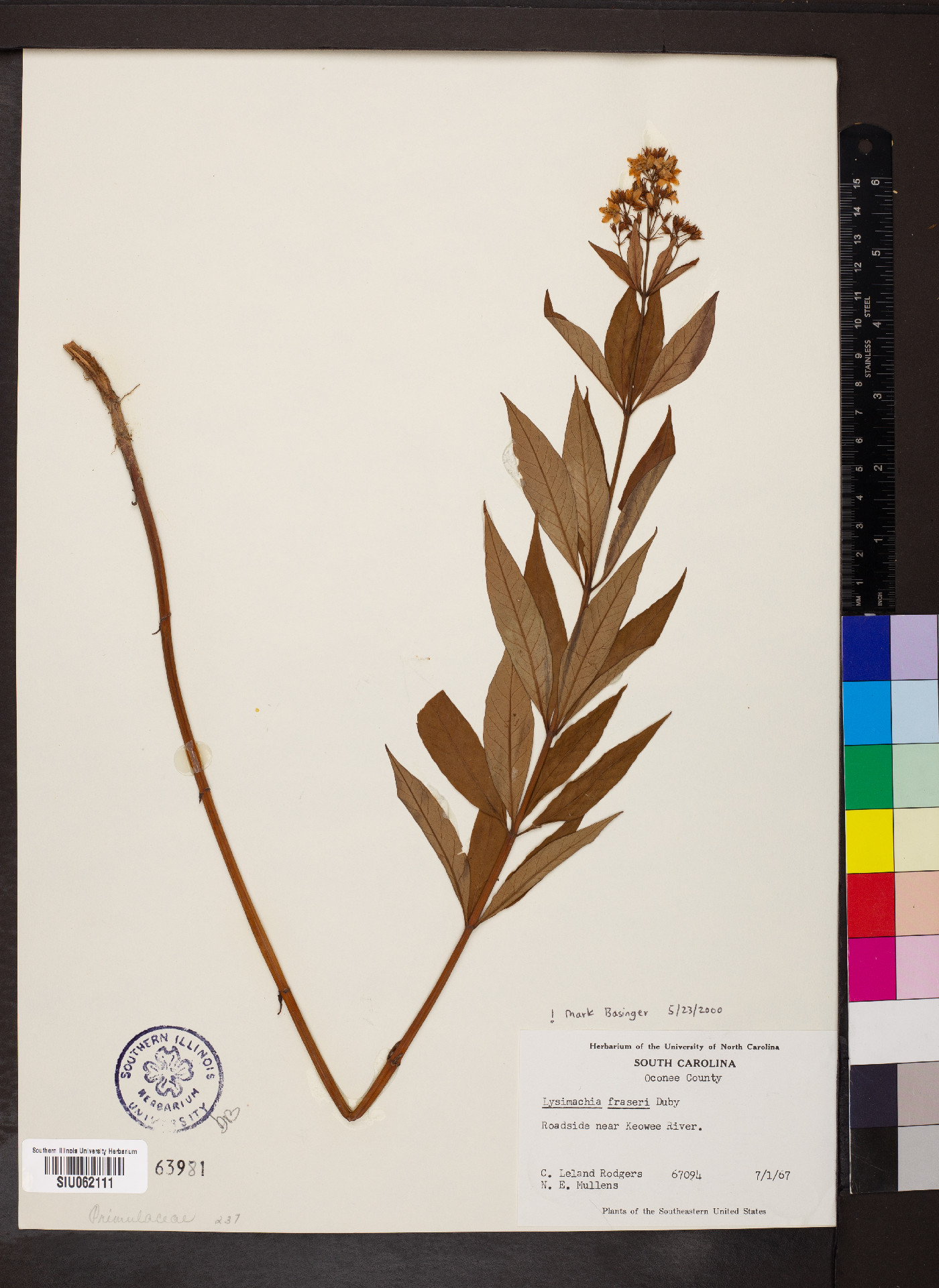 Lysimachia fraseri image