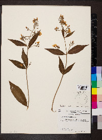 Lysimachia vulgaris image