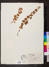 Lysimachia nummularia image