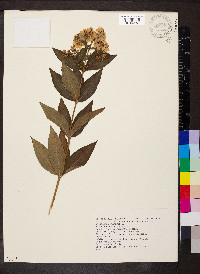Lysimachia vulgaris image