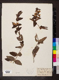 Lysimachia vulgaris image