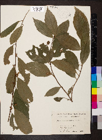 Maesa japonica image