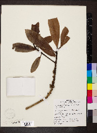 Myrsine guianensis image