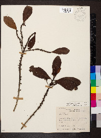 Myrsine juergensenii image