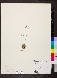 Primula mistassinica image